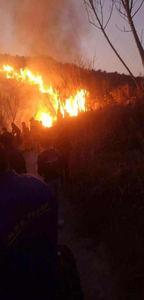 狮子山爆料视频最新版本,独家内幕大曝光！